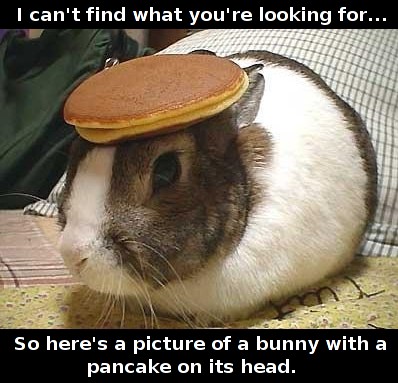 Picture of a bunny with a pancake on its head